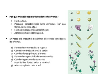  Por quê Mendel decidiu trabalhar com ervilhas?
o Fácil cultivo.
o Possuem características bem definidas (cor das
flores, sementes, etc.).
o Fácil polinização manual (artificial).
o Apresentam autopolinização.
 1º Passo do Trabalho: Encontrar diferentes variedades
de ervilhas.
a) Forma da semente: lisa e rugosa
b) Cor da semente: amarela e verde
c) Cor das flores: púrpura e branca
d) Forma da vagem: inflada e comprimida
e) Cor da vagem: verde e amarela
f) Posição das flores: axilar e terminal
g) Altura da planta: alta e anã
a)
b)
c)
d)
e)
f)
g)
 