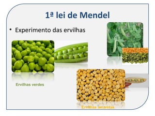 1ª lei de Mendel
• Experimento das ervilhas
Ervilhas verdes
Ervilhas amarelas
 