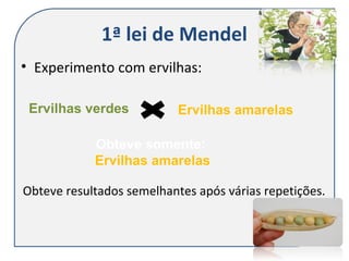1ª lei de Mendel
• Experimento com ervilhas:
Ervilhas verdes Ervilhas amarelas
Obteve somente:
Ervilhas amarelas
Obteve resultados semelhantes após várias repetições.
 