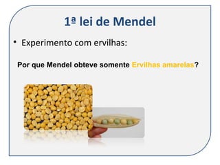 1ª lei de Mendel
• Experimento com ervilhas:
Por que Mendel obteve somente Ervilhas amarelas?
 