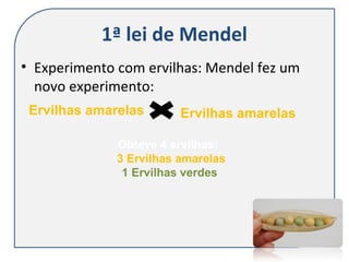 1ª lei de Mendel
• Experimento com ervilhas: Mendel fez um
novo experimento:
Ervilhas amarelas
Obteve 4 ervilhas:
3 Ervilhas amarelas
1 Ervilhas verdes
Ervilhas amarelas
 