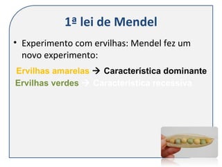 1ª lei de Mendel
• Experimento com ervilhas: Mendel fez um
novo experimento:
Ervilhas amarelas  Característica dominante
Ervilhas verdes  Característica recessiva
 