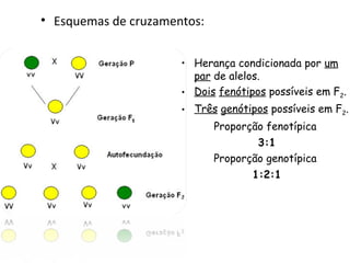• Esquemas de cruzamentos:
• Herança condicionada por um
par de alelos.
• Dois fenótipos possíveis em F2.
• Três genótipos possíveis em F2.
Proporção fenotípica
3:1
Proporção genotípica
1:2:1
 