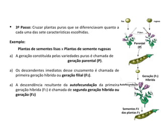 3º Passo: Cruzar plantas puras que se diferenciavam quanto a
cada uma das sete características escolhidas.
Exemplo:
Plantas de sementes lisas x Plantas de semente rugosas
a) A geração constituída pelas variedades puras é chamada de
geração parental (P).
a) Os descendentes imediatos desse cruzamento é chamada de
primeira geração híbrida ou geração filial (F1).
a) A descendência resultante da autofecundação da primeira
geração híbrida (F1) é chamada de segunda geração híbrida ou
geração (F2)
Parental
(P)
lisa rugosa
Geração (F1)
Híbrida
Sementes F2
das plantas F1
Autofecundação
Pólen
 