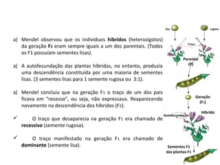 a) Mendel observou que os indivíduos híbridos (heterozigotos)
da geração F1 eram sempre iguais a um dos parentais. (Todos
os F1 possuíam sementes lisas).
a) A autofecundação das plantas híbridas, no entanto, produzia
uma descendência constituída por uma maioria de sementes
lisas. (3 sementes lisas para 1 semente rugosa ou 3:1).
a) Mendel concluiu que na geração F1 o traço de um dos pais
ficava em “recesso”, ou seja, não expressava. Reaparecendo
novamente na descendência dos híbridos (F2).
 O traço que desaparecia na geração F1 era chamado de
recessivo (semente rugosa).
 O traço manifestado na geração F1 era chamado de
dominante (semente lisa).
Parental
(P)
lisa rugosa
Geração
(F1)
Sementes F2
das plantas F1
Autofecundação
Híbrido
Pólen
 