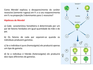 Como Mendel explicou o desaparecimento do caráter
recessivo (semente rugosa) em F1 e o seu reaparecimento
em F2 na proporção 3 dominantes para 1 recessivo?
Hipóteses de Mendel
a) Cada característica hereditária é determinada por um
par de fatores herdados em igual quantidade da mãe e do
pai.
b) Os fatores de cada par separam-se quando os
indivíduos produzem gametas.
c) Se o indivíduo é puro (homozigoto) ele produzirá apenas
um tipo de gameta.
d) Se o indivíduo é hibrido (heterozigoto) ele produzirá
dois tipos diferentes de gametas.
 