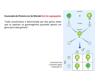 Enunciado da Primeira Lei de Mendel (Lei da segregação).
“Cada característica é determinada por dois genes alelos
que se separam na gametogênese passando apenas um
gene para cada gameta”.
3 sementes lisas
1 semente rugosa
Proporção 3:1
 