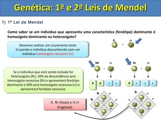 1) 1ª Lei de Mendel
Como saber se um indivíduo que apresenta uma característica (fenótipo) dominante é
homozigoto dominante ou heterozigoto?
Genética: 1ª e 2ª Leis de MendelGenética: 1ª e 2ª Leis de Mendel
R_ rr
RR rr Rr rr
r
r
R
r
r
r
RRRR rr rr RR rr rr
RrRr
rr
rr
Rr
Rr
Rr
R
R
Rr
Se o indivíduo que está sendo testado for
homozigoto dominante (RR) todos os
descendentes (Rr) apresentarão a característica
dominante (sementes lisas)
Se o indivíduo que está sendo testado for
homozigoto dominante (RR) todos os
descendentes (Rr) apresentarão a característica
dominante (sementes lisas)
Todos os descendentes
são Rr (sementes lisas)
Todos os descendentes
são Rr (sementes lisas)
Devemos realizar um cruzamento-teste
Cruzando o indivíduo desconhecido com um
indivíduo homozigoto recessivo (rr)
Devemos realizar um cruzamento-teste
Cruzando o indivíduo desconhecido com um
indivíduo homozigoto recessivo (rr)
Se o indivíduo que está sendo testado for
heterozigoto (Rr), 50% da descendência será
homozigoto recessivo (Rr) e apresentará fenótipo
dominante e 50% será homozigoto recessivo (rr) e
apresentará fenótipo recessivo
Se o indivíduo que está sendo testado for
heterozigoto (Rr), 50% da descendência será
homozigoto recessivo (Rr) e apresentará fenótipo
dominante e 50% será homozigoto recessivo (rr) e
apresentará fenótipo recessivo
½ Rr (lisas) e ½ rr
(rugosas)
½ Rr (lisas) e ½ rr
(rugosas)
rr
 