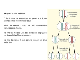 Relação: 1ª Lei e a Meiose
O local onde se encontram os genes r e R nos
cromossomos denomina-se locus.
Antes da Meiose I cada um dos cromossomos
homólogos se duplica.
No final da meiose I, os dois alelos são segregados
em duas células filhas separadas.
No final da meiose II cada gameta contém um único
alelo: R ou r.
 