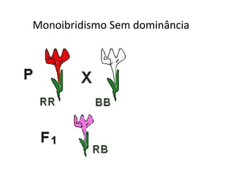Monoibridismo Sem dominância
 