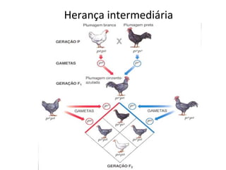 Herança intermediária
 