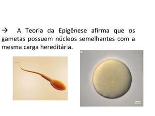  A Teoria da Epigênese afirma que os
gametas possuem núcleos semelhantes com a
mesma carga hereditária.
 