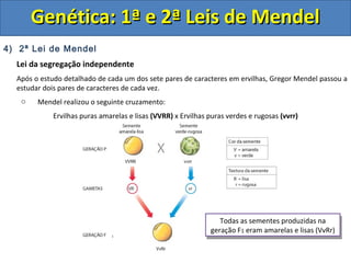 4) 2ª Lei de Mendel
Lei da segregação independente
Após o estudo detalhado de cada um dos sete pares de caracteres em ervilhas, Gregor Mendel passou a
estudar dois pares de caracteres de cada vez.
o Mendel realizou o seguinte cruzamento:
Ervilhas puras amarelas e lisas (VVRR) x Ervilhas puras verdes e rugosas (vvrr)
Genética: 1ª e 2ª Leis de MendelGenética: 1ª e 2ª Leis de Mendel
Todas as sementes produzidas na
geração F1 eram amarelas e lisas (VvRr)
Todas as sementes produzidas na
geração F1 eram amarelas e lisas (VvRr)
 