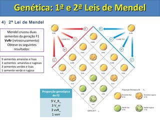 4) 2ª Lei de Mendel
Genética: 1ª e 2ª Leis de MendelGenética: 1ª e 2ª Leis de Mendel
Mendel cruzou duas
sementes da geração F1
VvRr (retrocruzamento)
Obteve os seguintes
resultados:
Proporção genotípica
de F2
9 V_R_
3 V_rr
3 vvR_
1 vvrr
9 sementes amarelas e lisas
3 sementes amarelas e rugosas
3 sementes verdes e lisas
1 semente verde e rugosa
 
