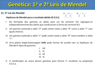 Genética: 1ª e 2ª Leis de MendelGenética: 1ª e 2ª Leis de Mendel
V v R r
 