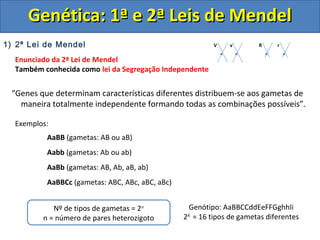 1) 2ª Lei de Mendel
Enunciado da 2ª Lei de Mendel
Também conhecida como lei da Segregação Independente
“Genes que determinam características diferentes distribuem-se aos gametas de
maneira totalmente independente formando todas as combinações possíveis”.
Exemplos:
AaBB (gametas: AB ou aB)
Aabb (gametas: Ab ou ab)
AaBb (gametas: AB, Ab, aB, ab)
AaBBCc (gametas: ABC, ABc, aBC, aBc)
Genética: 1ª e 2ª Leis de MendelGenética: 1ª e 2ª Leis de Mendel
V v R r
Nº de tipos de gametas = 2n
n = número de pares heterozigoto
Genótipo: AaBBCCddEeFFGghhIi
24
= 16 tipos de gametas diferentes
 