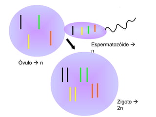 Óvulo  n
Espermatozóide 
n
Zigoto 
2n
 