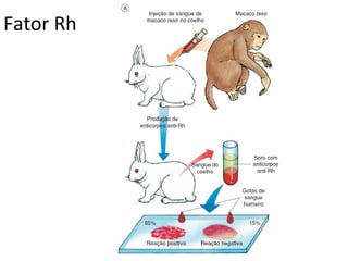 Fator Rh
 