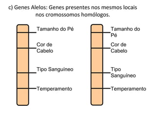 Tamanho do Pé
Cor de
Cabelo
Tipo Sanguíneo
Temperamento
Tamanho do
Pé
Cor de
Cabelo
Tipo
Sanguíneo
Temperamento
c) Genes Alelos: Genes presentes nos mesmos locais
nos cromossomos homólogos.
 