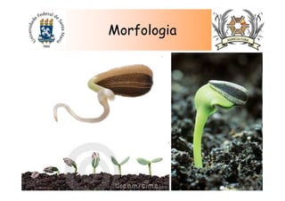 Morfologia
 