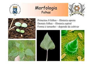 Morfologia
Folhas
Primeiras 8 folhas – filotaxia oposta
Demais folhas – filotaxia espiral
Forma e tamanho – depende da cultivar
 