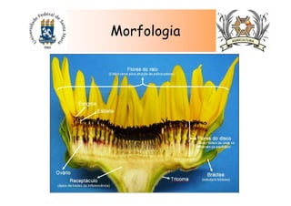 Morfologia
 