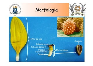 Morfologia
 