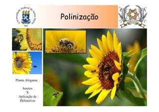Polinização
Planta Alógama
Insetos
X
Aplicação de
Defensivos
 