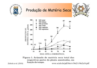 Produção de Matéria Seca
www.scielo.br/pdf/rbcs/v34n2/v34n2a16.pdfZobiole et al. (2010)
 