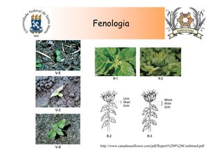 Fenologia
http://www.canadasunflower.com/pdf/Report%209%20Combined.pdf
 