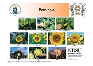 Fenologia
http://www.canadasunflower.com/pdf/Report%209%20Combined.pdf
 
