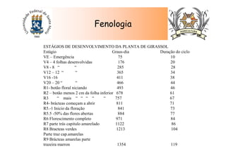 Fenologia
ESTÁGIOS DE DESENVOLVIMENTO DA PLANTA DE GIRASSOL
Estágio Graus-dia Duração do ciclo
VE – Emergência 75 10
V4 – 4 folhas desenvolvidas 176 20
V8 - 8 “ “ 285 28
V12 – 12 “ “ 365 34
V16 -16 411 38
V20 – 20 “ “ 466 44
R1- botão floral niciando 493 46
R2 – botão menos 2 cm da folha inferior 678 61
R3 “ mais “ “ “ “ “ 757 67
R4- brácteas começam a abrir 811 71
R5.-1 Inicio da floração 841 73
R5.5 -50% das flores abertas 884 77
R6 Florescimento completo 971 84
R7 parte trás capitulo amarelado 1122 86
R8 Bracteas verdes 1213 104
Parte traz cap.amarelas
R9 Brácteas amarelas parte
trazeira marron 1354 119
 