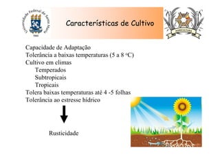 Características de Cultivo
Capacidade de Adaptação
Tolerância a baixas temperaturas (5 a 8 oC)
Cultivo em climas
Temperados
Subtropicais
Tropicais
Tolera baixas temperaturas até 4 -5 folhas
Tolerância ao estresse hídrico
Rusticidade
 