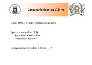 Características de Cultivo
Ciclo: 100 a 140 dias (semeadura a colheita)
Época de semeadura (RS):
Setembro* a Novembro
Dezembro a Janeiro
Concorrência com outras culturas . . . ?
 
