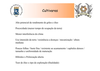 Cultivares
Alto potencial de rendimento de grãos e óleo
Precocidade (menor tempo de ocupação da terra)
Menor interferência do clima
Uso intensido da terra / resistência a doenças / mecanização / altura
mediana
Poucas folhas / haste fina / resistente ao acamamento / capítulos densos /
tamanho e uniformidade de maturação
Híbridos x Polinização aberta
Teor de óleo x tipo de exploração (finalidade)
 