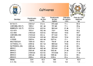 Cultivares
 