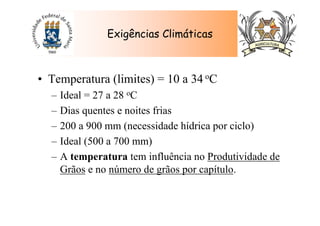Exigências Climáticas
• Temperatura (limites) = 10 a 34 oC
– Ideal = 27 a 28 oC
– Dias quentes e noites frias
– 200 a 900 mm (necessidade hídrica por ciclo)
– Ideal (500 a 700 mm)
– A temperatura tem influência no Produtividade de
Grãos e no número de grãos por capítulo.
 