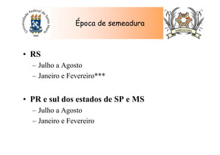 • RS
– Julho a Agosto
– Janeiro e Fevereiro***
• PR e sul dos estados de SP e MS
– Julho a Agosto
– Janeiro e Fevereiro
Época de semeadura
 