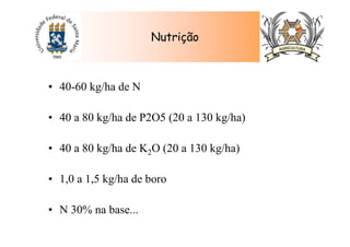 • 40-60 kg/ha de N
• 40 a 80 kg/ha de P2O5 (20 a 130 kg/ha)
• 40 a 80 kg/ha de K2O (20 a 130 kg/ha)
• 1,0 a 1,5 kg/ha de boro
• N 30% na base...
Nutrição
 