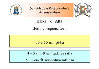 Densidade e Profundidade
de semeadura
Baixa x Alta
Efeito compensatório
35 a 55 mil pl/ha
4 – 5 cm semeaduras safra
5 – 6 cm semeadura safrinha
 