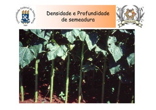 Densidade e Profundidade
de semeadura
 