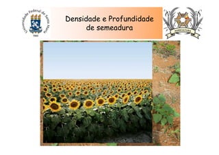 Densidade e Profundidade
de semeadura
 