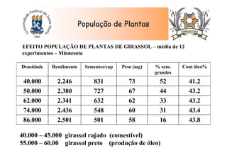 População de Plantas
EFEITO POPULAÇÃO DE PLANTAS DE GIRASSOL – média de 12
experimentos – Minnesota
43.816585012.50186.000
43.431605482.43674.000
43.233626322.34162.000
43.244677272.38050.000
41.252738312.24640.000
Cont óleo%% sem.
grandes
Peso (mg)Sementes/capRendimentoDensidade
40.000 – 45.000 girassol rajado (comestível)
55.000 – 60.00 girassol preto (produção de óleo)
 