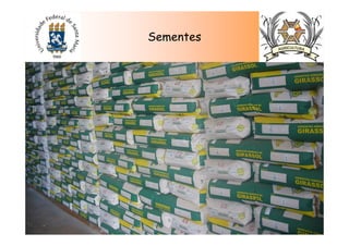Sementes
 