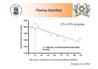 Plantas Daninhas
Bringheti et al. (2004)
23% a 70% de perdas
 