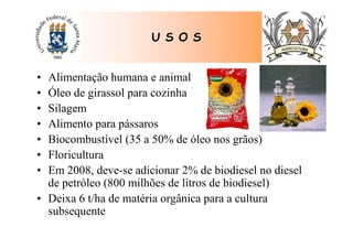 • Alimentação humana e animal
• Óleo de girassol para cozinha
• Silagem
• Alimento para pássaros
• Biocombustível (35 a 50% de óleo nos grãos)
• Floricultura
• Em 2008, deve-se adicionar 2% de biodiesel no diesel
de petróleo (800 milhões de litros de biodiesel)
• Deixa 6 t/ha de matéria orgânica para a cultura
subsequente
U S O SU S O S
 