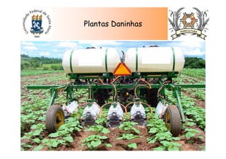 Plantas Daninhas
 