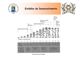 EstEstáádios de Desenvolvimentodios de Desenvolvimento
 