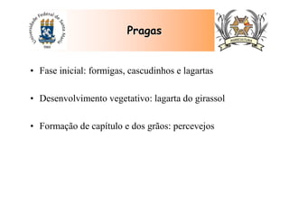• Fase inicial: formigas, cascudinhos e lagartas
• Desenvolvimento vegetativo: lagarta do girassol
• Formação de capítulo e dos grãos: percevejos
PragasPragas
 