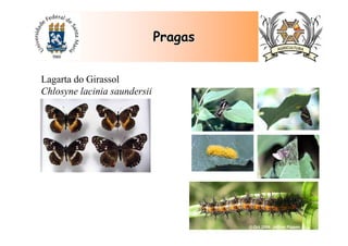 PragasPragas
Lagarta do Girassol
Chlosyne lacinia saundersii
 